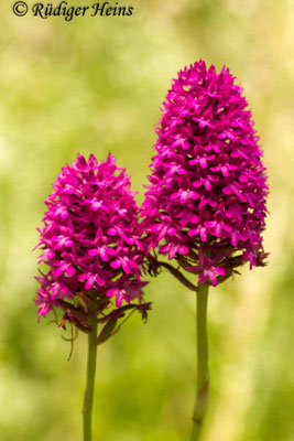 Anacamptis pyramidalis (Pyramiden-Hundswurz), 30.6.2016