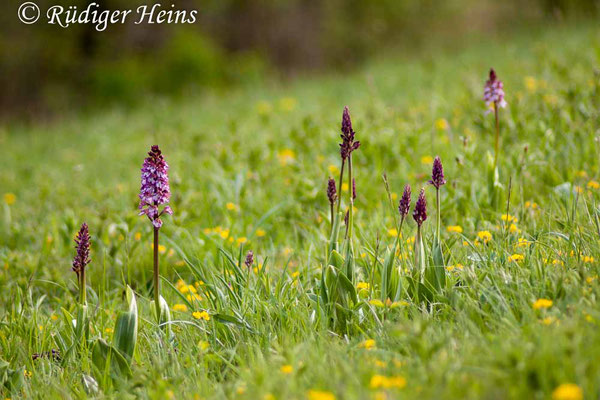 Orchis purpurea (Purpur-Knabenkraut) Habitat, 2.5.2015