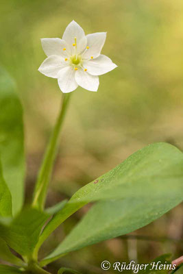 Trientalis europaea (Siebenstern), 28.5.2017