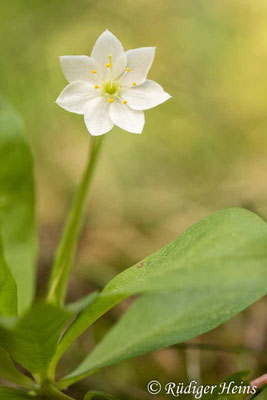 Trientalis europaea (Siebenstern)