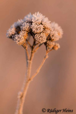 Tanacetum vulgare (Rainfarn), 28.1.2020