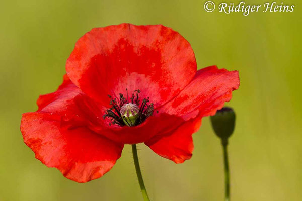 Papaver rhoeas, Klatschmohn