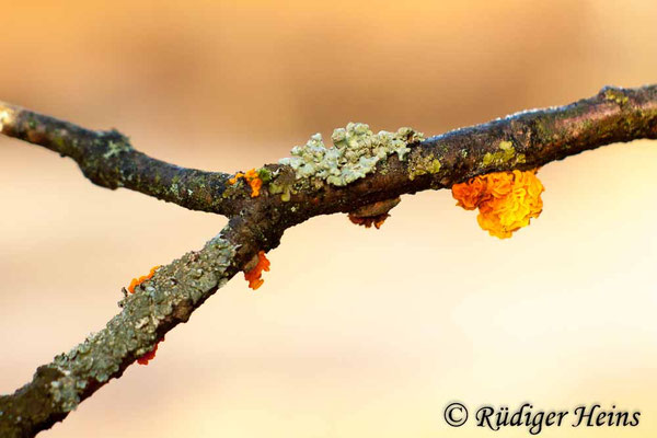 Goldgelber Zitterling (Tremella mesenterica), 30.12.2016