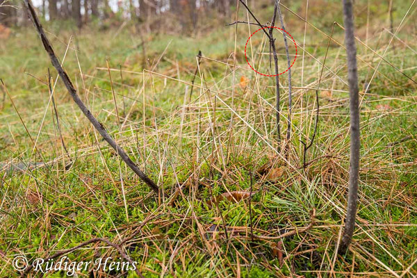 Gemeine Winterlibelle (Weibchen sitzend an Faulbaum), 11.12.2023 - Weitwinkelzoom 16-35mm f/4