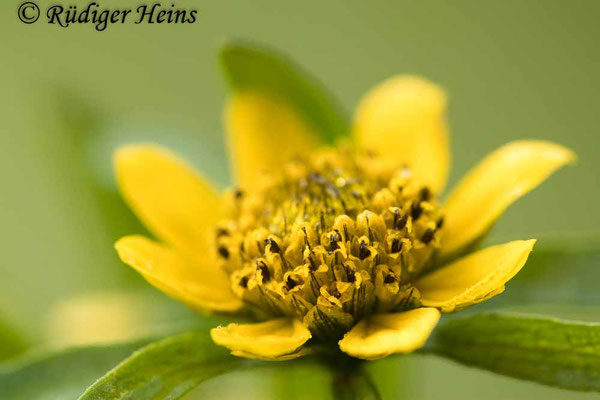 Bidens cernua (Nickender Zweizahn)