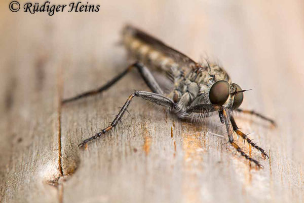 Tolmerus atricapillus (Gemeine Raubfliege) Männchen, 5.7.2020