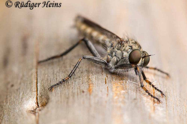 Tolmerus atricapillus (Gemeine Raubfliege) Männchen