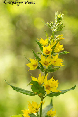 Lysimachia punctata (Punktierter Gilbweiderich), 17.6.2017