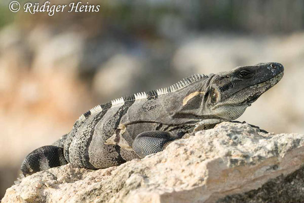 Ctenosaura similis (Gemeiner Schwarzleguan), 1.12.2023