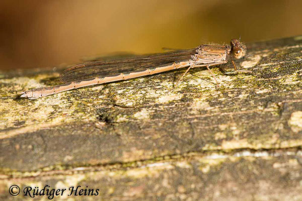 Sympecma paedisca (Sibirische Winterlibelle) Weibchen, 26.9.2015