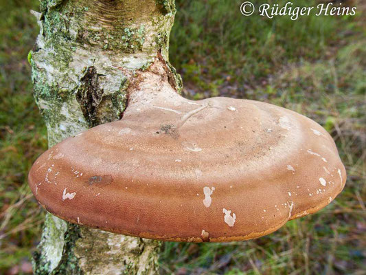 Fomitopsis betulina (Birkenporling), 31.12.2011