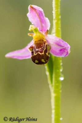  Ophrys apifera (Bienen-Ragwurz), 14.6.2016