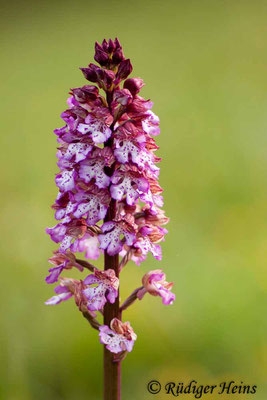 Orchis purpurea (Purpur-Knabenkraut), 2.5.2015