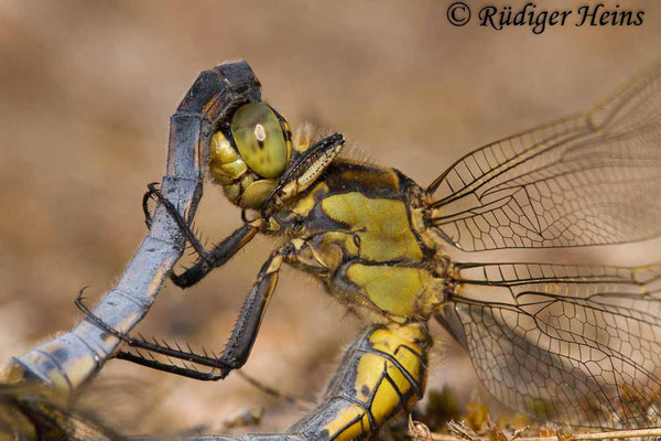 Orthetrum cancellatum (Großer Blaupfeil) Paarung, 5.6.2019