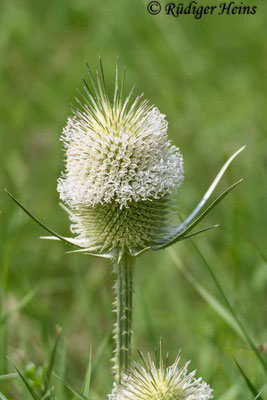 Dipsacus fullonum (Wilde Karde), 23.7.2021