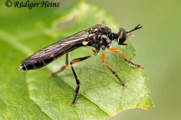 Dioctria hyalipennis (Gemeine Habichtsfliege) Weibchen, 8.6.2020