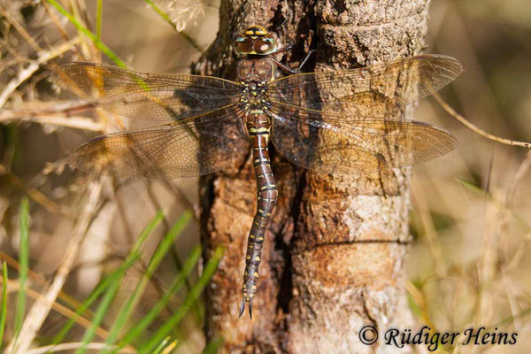 Aeshna juncea, Torf-Mosaikjungfer, Weibchen