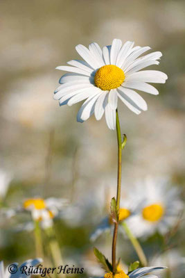 Leucanthemum vulgare (Magerwiesen-Margerite)