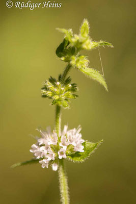 Mentha arvensis (Acker-Minze), 14.8.2020