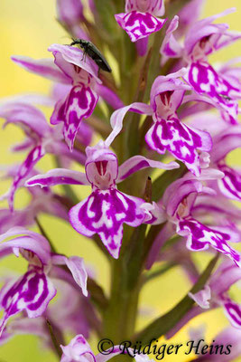 Dactylorhiza maculata (Geflecktes Knabenkraut), 21.6.2016