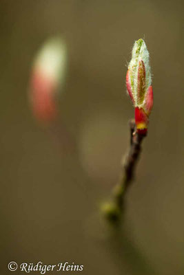 Sorbus aucuparia (Vogelbeere oder Eberesche), 9.4.2019