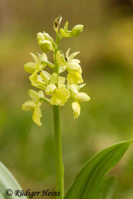 Orchis pallens (Blasses Knabenkraut), 1.5.2015