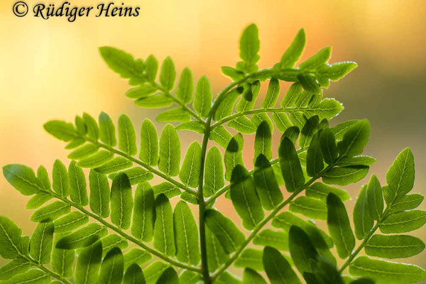 Osmunda regalis (Königsfarn), 29.6.2020