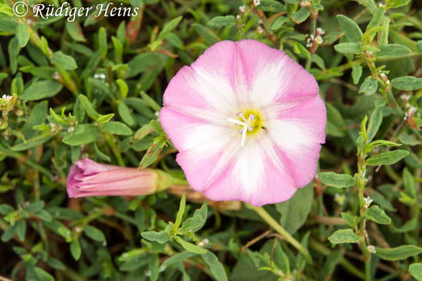 Convolvulus arvensis (Acker-Winde), 14.7.2019
