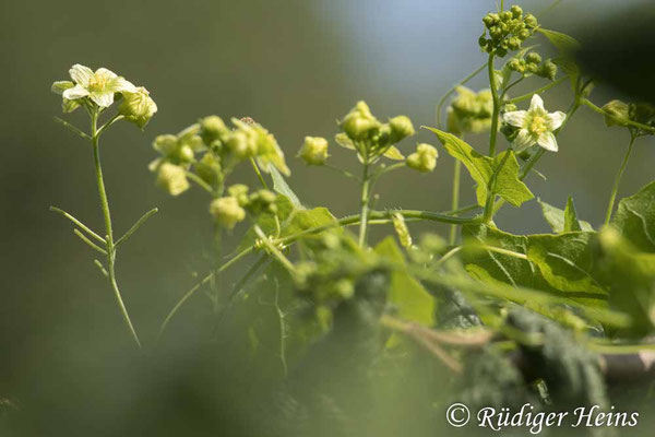 Bryonia alba (Weiße Zaunrübe), 22.6.2025