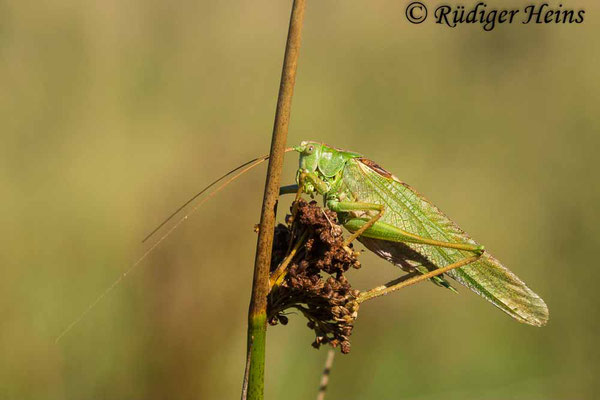 Tettigonia viridissima (Grünes Heupferd) Männchen, 22.9.2022