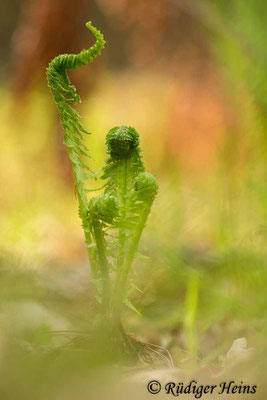 Matteuccia struthiopteris (Straußfarn), 26.4.2019
