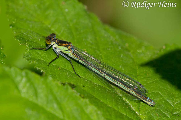 Erythromma najas (Großes Granatauge) Weibchen, 1.6.2017