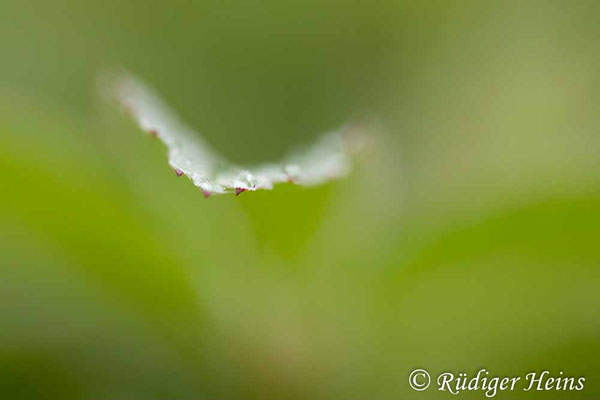 Comarum palustre (Sumpf-Blutauge)