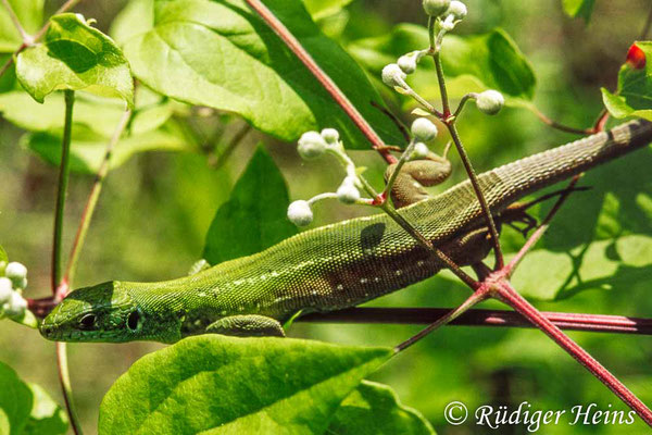 Lacerta viridis (Östliche Smaragdeidechse) Weibchen, 3.6.2001 (Scan vom Dia) 