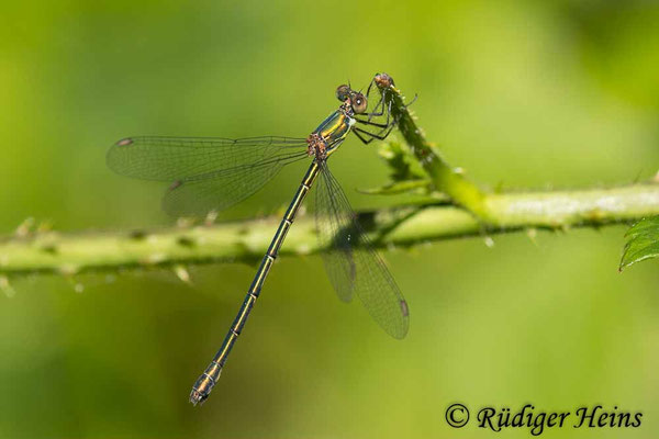 Chalcolestes viridis (Westliche Weidenjungfer) Weibchen