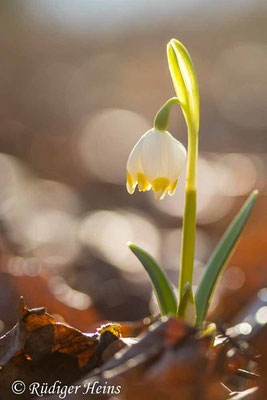Leucojum vernum (Frühlingsknotenblume oder Märzenbecher), 2.3.2021