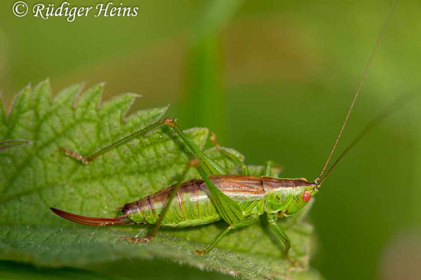 Conocephalus dorsalis (Kurzflügelige Schwertschrecke) Weibchen, 22.9.2017