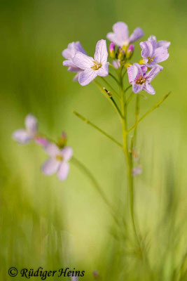Cardamine pratensis (Wiesen-Schaumkraut), 12.5.2019