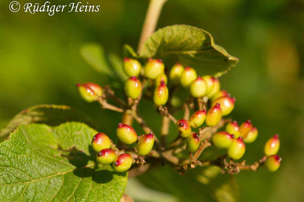 Viburnum lantana (Wolliger Schneeball), 18.7.2019