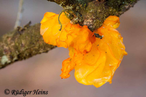 Tremella mesenterica (Goldgelber Zitterling), 5.1.2017