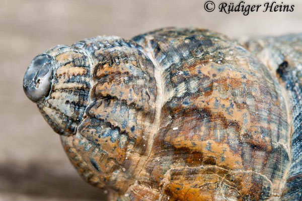 Buccinum undatum (Wellhornschnecke), 16.7.2008