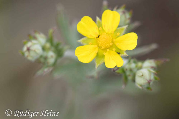 Potentilla argentea (Silber-Fingerkraut), 9.6.2020