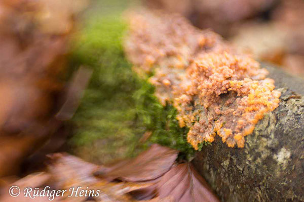 Orangeroter Kammpilz (Phlebia radiata), 21.11.2024 - Lensbaby Sweet 35mm f/2