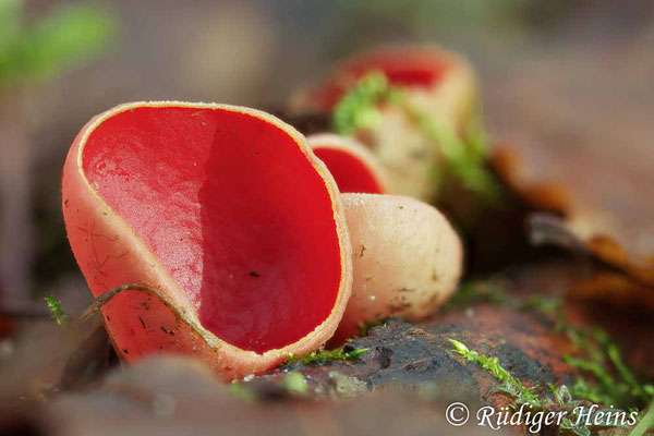 Gemeiner Kelchbecherling (Sarcoscypha austriaca), 22.2.2022 - Makroobjektiv 100mm f/2.8 - Stack aus 12 Einzelaufnahmen