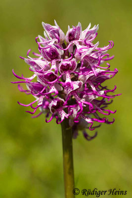 Orchis simia (Affen-Knabenkraut), 8.5.2016