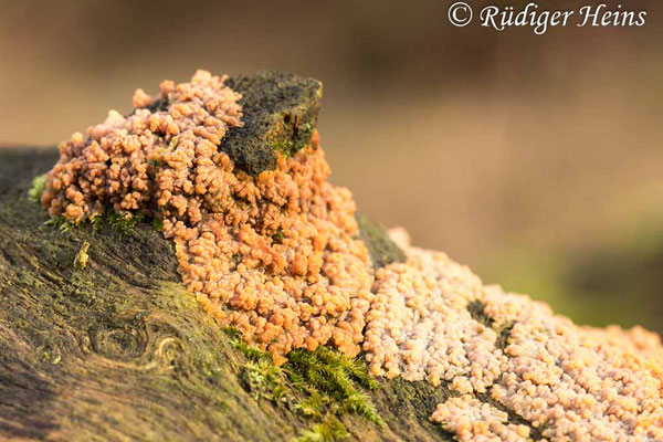 Phlebia radiata (Orangeroter Kammpilz), 11.1.2022