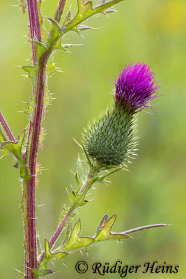 Cirsium vulgare (Gewöhnliche Kratzdistel), 19.7.2016