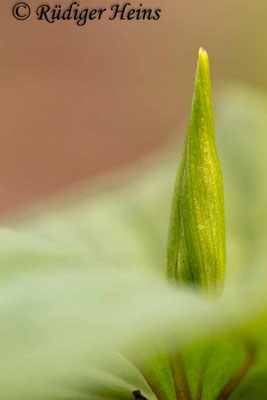 Paris quadrifolia (Vierblättrige Einbeere), 1.4.2017