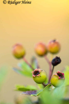 Crataegus monogyna (Eingriffeliger Weißdorn), 6.8.2022