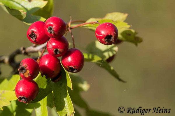Crataegus monogyna (Eingriffeliger Weißdorn), 17.9.2018